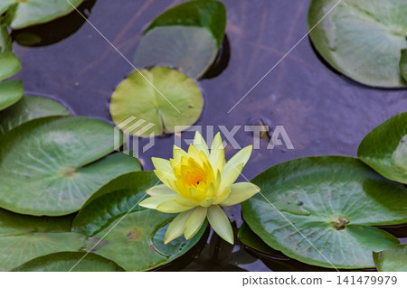 Yellow water lilies blooming in the pond and floating aquatic plants ecology Yellow water lilies blooming in the pond and floating aquatic plants ecology 141479979