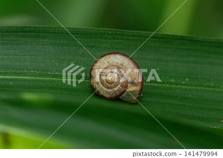 A snail on a leaf against a green background. A snail on a leaf against a green background. 141479994