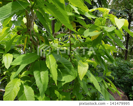 Salad tree Salad tree 141479995