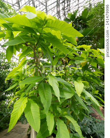 Salad tree Salad tree 141479996