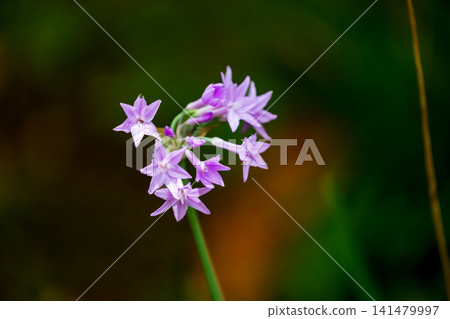A close-up of the elegantly blooming pinkish-purple Zijiao flower and its delicate inflorescence. A close-up of the elegantly blooming pinkish-purple Zijiao flower and its delicate inflorescence. 141479997