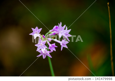 A close-up of the elegantly blooming pinkish-purple Zijiao flower and its delicate inflorescence. A close-up of the elegantly blooming pinkish-purple Zijiao flower and its delicate inflorescence. 141479998