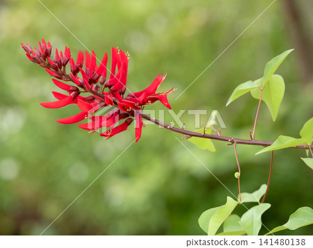 開著紅色花朵的珊瑚樹 141480138