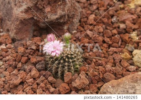 Pink flowering cactus in red volcanic rock Pink flowering cactus in red volcanic rock 141480265