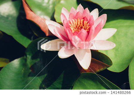 Pink Water Lily Flower Floating on Pond Pink Water Lily Flower Floating on Pond 141480266
