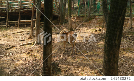 Deer in a forest enclosure Deer in a forest enclosure 141480271