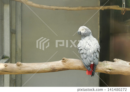 African Grey Parrot Perched on a Branch African Grey Parrot Perched on a Branch 141480272