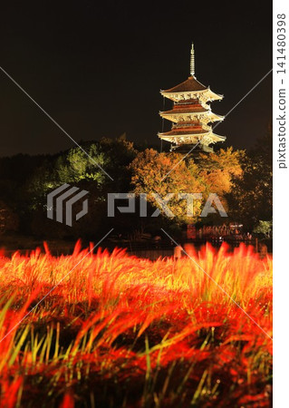 備中國分寺五重塔燈火輝煌,秋夜紅米田的奇幻景色令人陶醉。 備中國分寺五重塔燈火輝煌,秋夜紅米田的奇幻景色令人陶醉。 141480398