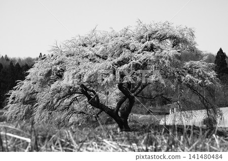 Hōsui's cherry blossoms in full bloom, in monochrome. Hōsui's cherry blossoms in full bloom, in monochrome. 141480484