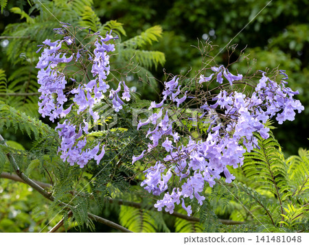 Flower branches of Jacaranda 141481048
