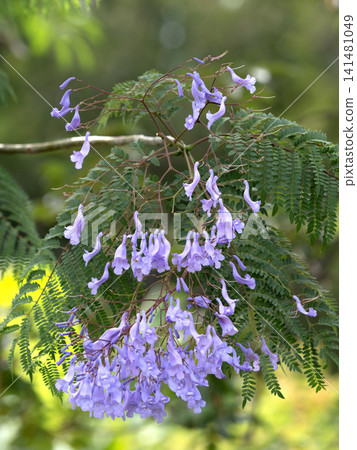 Flower branches of Jacaranda Flower branches of Jacaranda 141481049