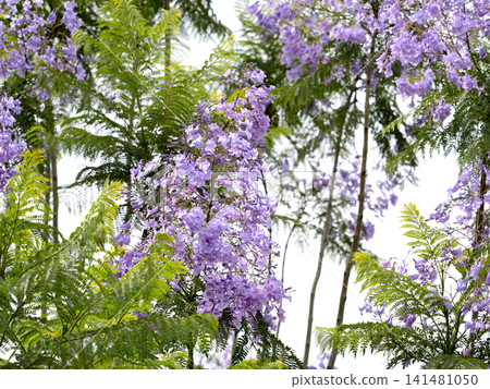Flower branches of Jacaranda Flower branches of Jacaranda 141481050