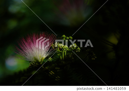 Silk tree blossoms glowing in the darkness 141481059