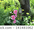 Pink hollyhock flowers 141481062