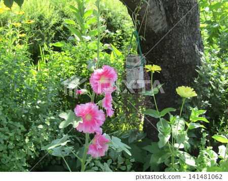 Pink hollyhock flowers 141481062