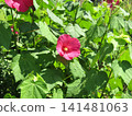 Large red flowers of the American Hibiscus 141481063