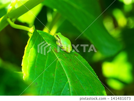A Japanese tree frog sitting in a loaf position on a hydrangea leaf. A Japanese tree frog sitting in a loaf position on a hydrangea leaf. 141481073