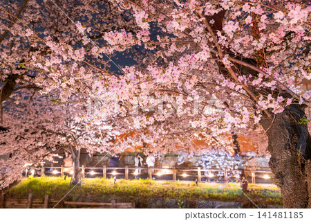 Cherry blossoms in full bloom adorn the Shingashi River in Kawagoe. Cherry blossoms in full bloom adorn the Shingashi River in Kawagoe. 141481185