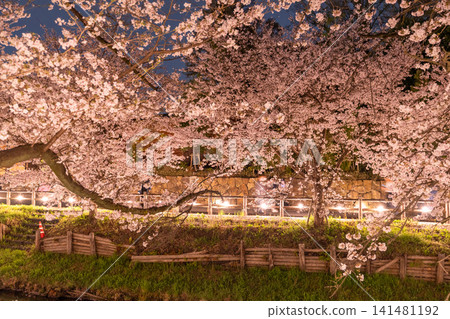 Cherry blossoms in full bloom adorn the Shingashi River in Kawagoe. Cherry blossoms in full bloom adorn the Shingashi River in Kawagoe. 141481192