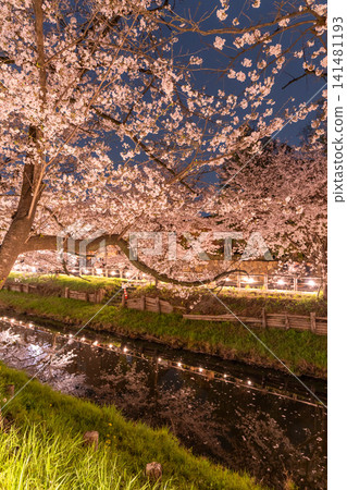 Cherry blossoms in full bloom adorn the Shingashi River in Kawagoe. Cherry blossoms in full bloom adorn the Shingashi River in Kawagoe. 141481193