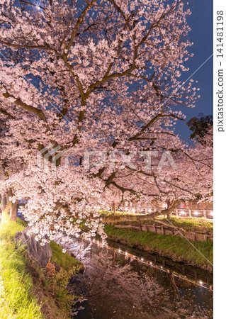 川越市新石川河兩岸櫻花盛開,美不勝收。 川越市新石川河兩岸櫻花盛開,美不勝收。 141481198