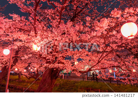 Cherry blossoms in full bloom adorn the Shingashi River in Kawagoe. Cherry blossoms in full bloom adorn the Shingashi River in Kawagoe. 141481217