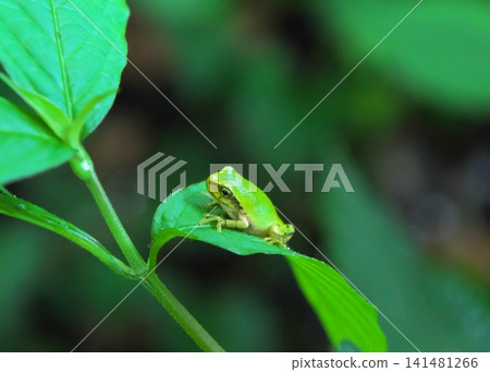Japanese tree frog on a leaf Japanese tree frog on a leaf 141481266
