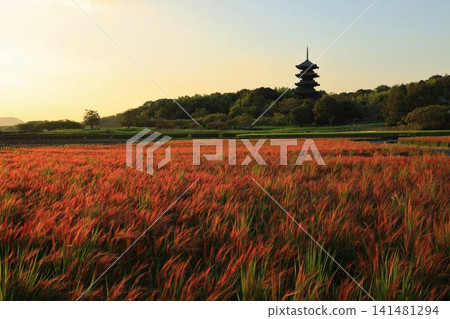 夕陽西下,映照著紅米和一座五層寶塔。 夕陽西下,映照著紅米和一座五層寶塔。 141481294
