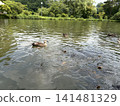 在Inage海灘公園來到池塘的冬季候鳥 141481329