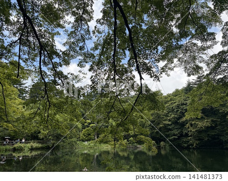 A pond surrounded by green trees A pond surrounded by green trees 141481373