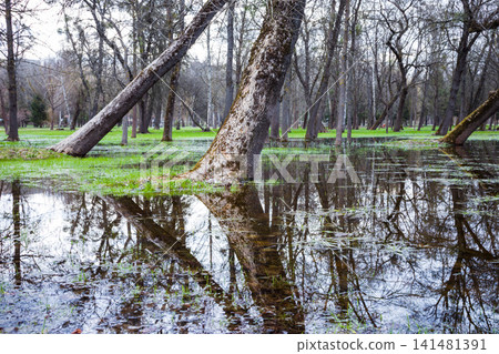 The flooded city park in the spring. Flooded trees in the park. Lutsk. Ukraine The flooded city park in the spring. Flooded trees in the park. Lutsk. Ukraine 141481391