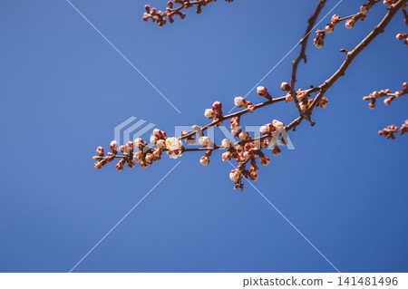 Beautiful pink peach tree flowers, opening and closed buds in bl Beautiful pink peach tree flowers, opening and closed buds in bl 141481496