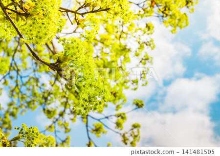 Blossoms on the branches of a Maple Tree in the spring with tend 141481505