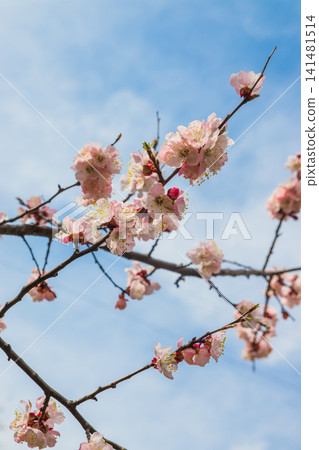 Beautiful floral spring abstract background of nature. Branches of blossoming apricot with soft focus on gentle light blue sky with white clouds background. For spring greeting cards. Beautiful floral spring abstract background of nature. Branches of blossoming apricot with soft focus on gentle light blue sky with white clouds background. For spring greeting cards. 141481514