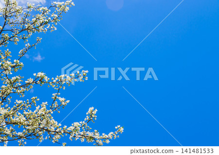 Spring white cherry blossom against blue sky. Spring cherry blossoms on blue background for postcard or banner. Beautiful floral spring abstract background of nature Spring white cherry blossom against blue sky. Spring cherry blossoms on blue background for postcard or banner. Beautiful floral spring abstract background of nature 141481533