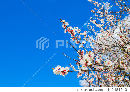 Beautiful floral spring abstract background of nature. Branches of blossoming apricot with soft focus on gentle light blue sky with white clouds background. For spring greeting cards. 141481540