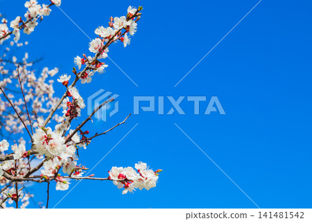 Beautiful floral spring abstract background of nature. Branches of blossoming apricot with soft focus on gentle light blue sky with white clouds background. For spring greeting cards. Beautiful floral spring abstract background of nature. Branches of blossoming apricot with soft focus on gentle light blue sky with white clouds background. For spring greeting cards. 141481542