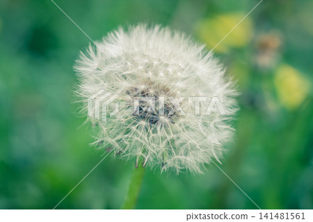 Dandelion on green background. Soft blur. Bright spring grass on a background. Beautiful white dandelions as the center of composition Dandelion on green background. Soft blur. Bright spring grass on a background. Beautiful white dandelions as the center of composition 141481561
