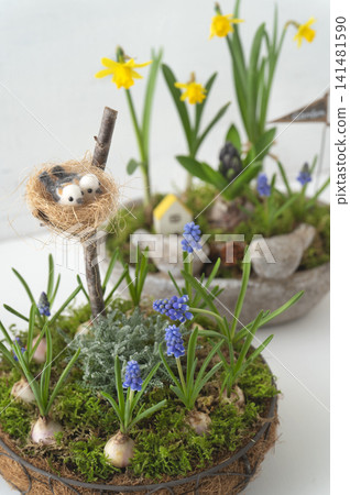 Daffodils and muscari in mixed plantings, and a bulb garden arrangement with a bird motif. Daffodils and muscari in mixed plantings, and a bulb garden arrangement with a bird motif. 141481590