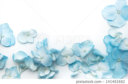 Blue hydrangea petals scattered on white background Blue hydrangea petals scattered on white background 141481682