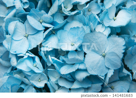 Blue hydrangea flowers blooming in a natural garden Blue hydrangea flowers blooming in a natural garden 141481683