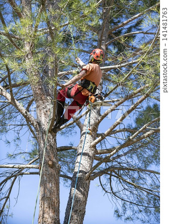 pruning a tree pruning a tree 141481763