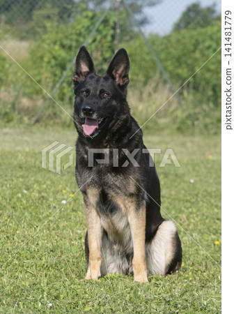 training of german shepherd training of german shepherd 141481779