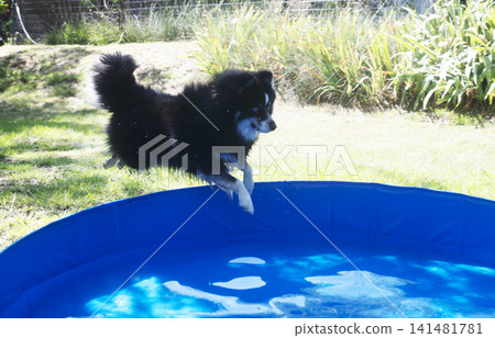 Pomsky and swimming pool Pomsky and swimming pool 141481781