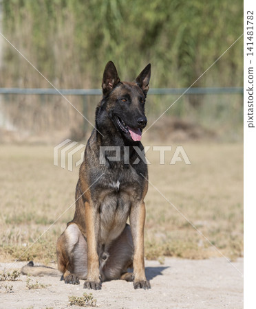 training of belgian shepherd training of belgian shepherd 141481782