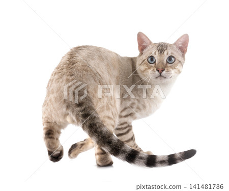bengal in studio 141481786