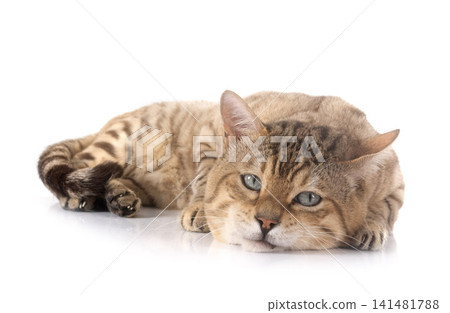 bengal in studio bengal in studio 141481788