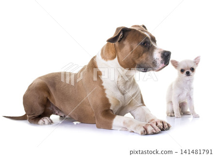 american staffordshire terrier and puppy american staffordshire terrier and puppy 141481791