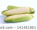 Corn (white corn) 141481861