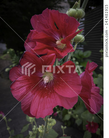 Hollyhock Hollyhock 141481915